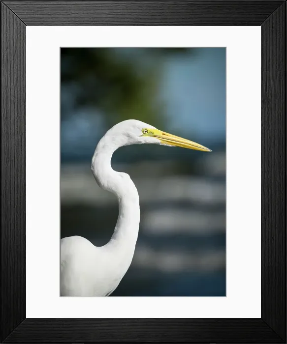 Framed Print : Great Egret (Ardea alba), San Fernando Beach, Ometepe Island, Rivas State, Nicaragua, Central America Framed Print : Great Egret (Ardea alba), San Fernando Beach, Ometepe Island, Rivas State, Nicaragua, Central America
