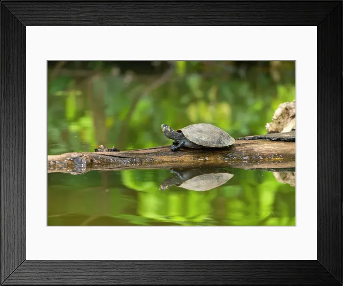 Framed Print : Yellow-spotted river turtle (Podocnemis unifilis) on branch on Lake Sandoval, Tambopata National Reserve near Puerto Maldonado, Tambopata Province, Madre de Dios Region, Peru Framed Print : Yellow-spotted river turtle (Podocnemis unifilis) on branch on Lake Sandoval, Tambopata National Reserve near Puerto Maldonado, Tambopata Province, Madre de Dios Region, Peru