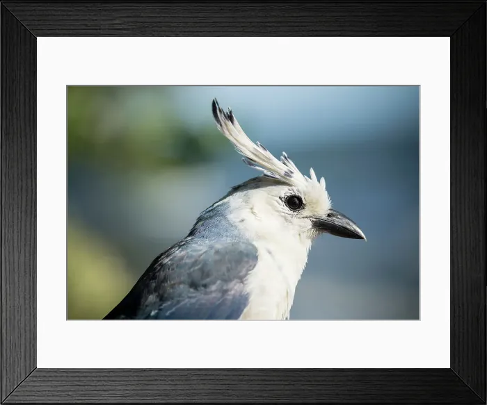 Framed Print : Black-throated magpie-jay (Calocitta colliei), Ometepe Island, Rivas State, Nicaragua, Central America