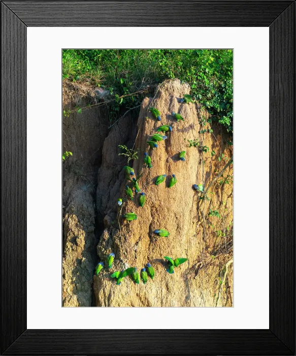 Framed Print : Blue-headed pionus parrots (Pionus menstruus) on clay lick, Tambopata National Reserve, Puerto Maldonado, Tambopata Province, Madre de Dios, Peru Framed Print : Blue-headed pionus parrots (Pionus menstruus) on clay lick, Tambopata National Reserve, Puerto Maldonado, Tambopata Province, Madre de Dios, Peru