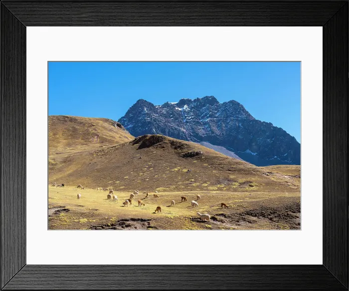 Framed Print : Alpacas grazing in the Andes with mountain in background, Pitumarca District, Cusco Region, Peru Framed Print : Alpacas grazing in the Andes with mountain in background, Pitumarca District, Cusco Region, Peru