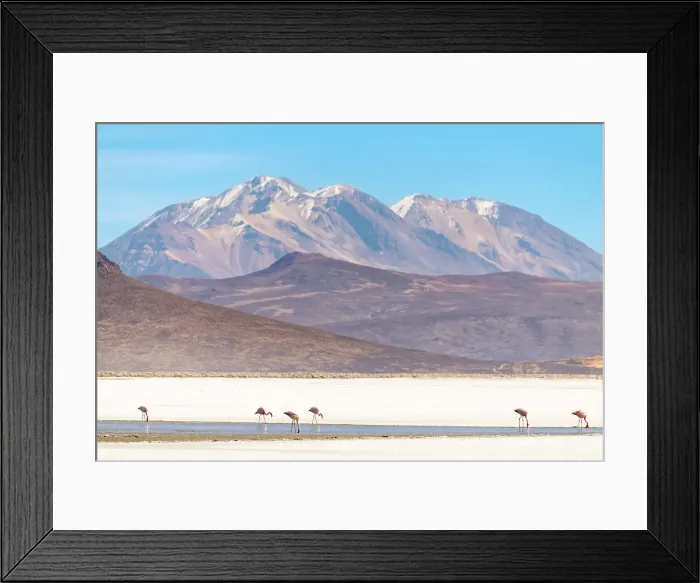 Framed Print : Flamingos at salt flats and Chachani volcano in background, Salinas y Aguada Blanca National Reserve, Arequipa Province, Arequipa Region, Peru Framed Print : Flamingos at salt flats and Chachani volcano in background, Salinas y Aguada Blanca National Reserve, Arequipa Province, Arequipa Region, Peru