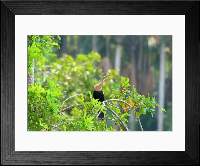 Framed Print : Anhinga (anhinga anhinga) with spread wings on branch, Tambopata National Reserve, Puerto Maldonado, Tambopata Province, Madre de Dios, Peru Framed Print : Anhinga (anhinga anhinga) with spread wings on branch, Tambopata National Reserve, Puerto Maldonado, Tambopata Province, Madre de Dios, Peru