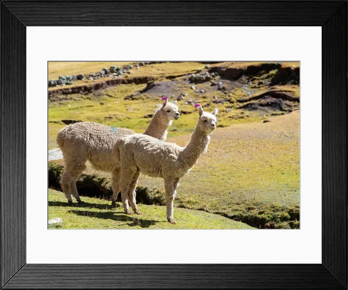 Framed Print : White Alpacas at meadow, Pitumarca District, Cusco Region, Peru Framed Print : White Alpacas at meadow, Pitumarca District, Cusco Region, Peru
