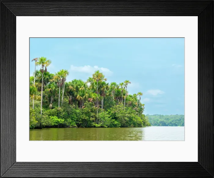 Framed Print : Lake Sandoval and Aguaje palms, Tambopata National Reserve, Puerto Maldonado, Madre de Dios, Peru Framed Print : Lake Sandoval and Aguaje palms, Tambopata National Reserve, Puerto Maldonado, Madre de Dios, Peru