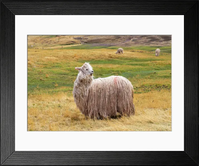 Framed Print : White Alpaca with long hair at meadow, Pitumarca District, Cusco Region, Peru