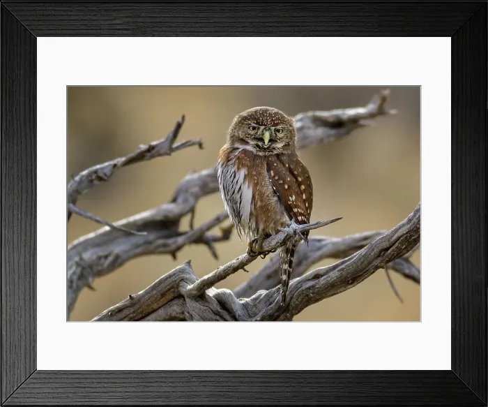 Framed Print : USA, Oregon, Rancho Las Hierbas, Northern pygmy ow, Glaucidium gnoma Framed Print : USA, Oregon, Rancho Las Hierbas, Northern pygmy ow, Glaucidium gnoma