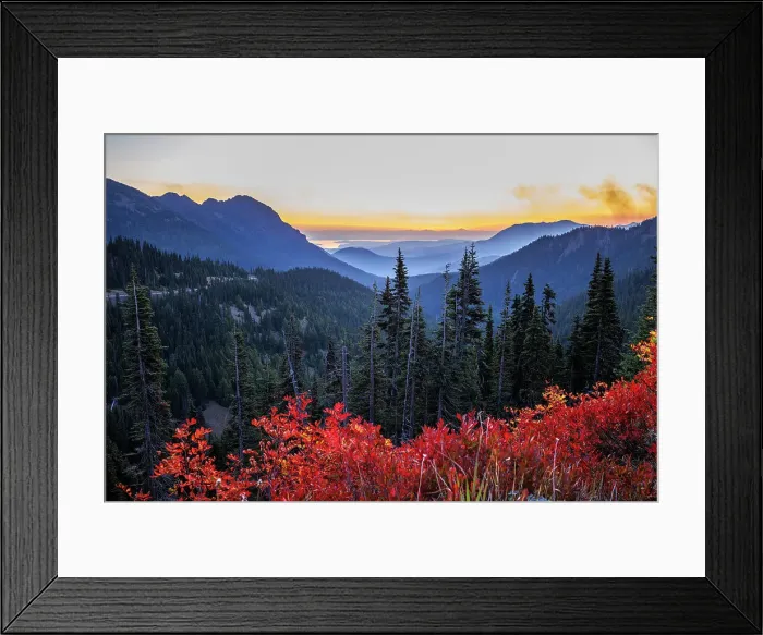Framed Print : Beautiful view of mountains, forest and flowers at Hurricane Ridge, Olympic National Park, Washington State, USA Framed Print : Beautiful view of mountains, forest and flowers at Hurricane Ridge, Olympic National Park, Washington State, USA