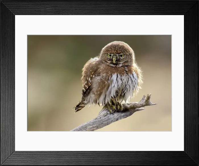 Framed Print : USA, Oregon, Rancho Las Hierbas, Northern Pygmy owl, Glaucidium gnoma Framed Print : USA, Oregon, Rancho Las Hierbas, Northern Pygmy owl, Glaucidium gnoma