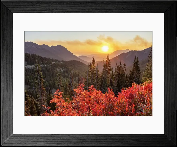 Framed Print : Beautiful view of mountains, forest and flowers at Hurricane Ridge, Olympic National Park, Washington State, USA Framed Print : Beautiful view of mountains, forest and flowers at Hurricane Ridge, Olympic National Park, Washington State, USA