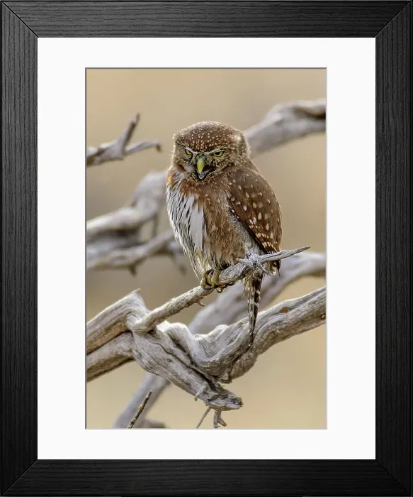 Framed Print : USA, Oregon, Rancho Las Hierbas, Northern pygmy owl, Glaucidium gnoma Framed Print : USA, Oregon, Rancho Las Hierbas, Northern pygmy owl, Glaucidium gnoma