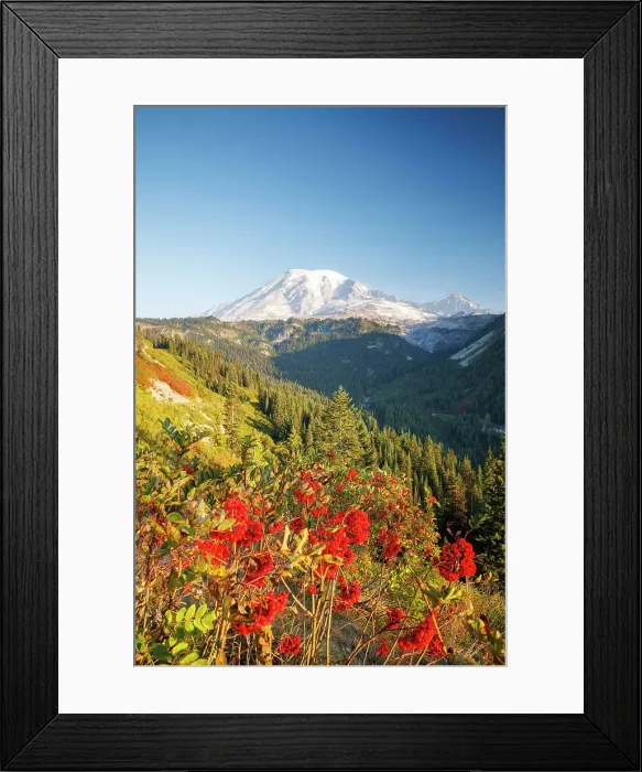 Framed Print : Mount Rainier, Mount Rainier National Park, Washington, USA Framed Print : Mount Rainier, Mount Rainier National Park, Washington, USA