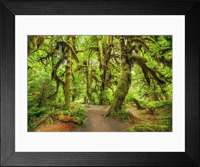 Framed Print : The Hall of Mosses, Hoh Rainforest, Olympic National Park, Washington, USA Framed Print : The Hall of Mosses, Hoh Rainforest, Olympic National Park, Washington, USA