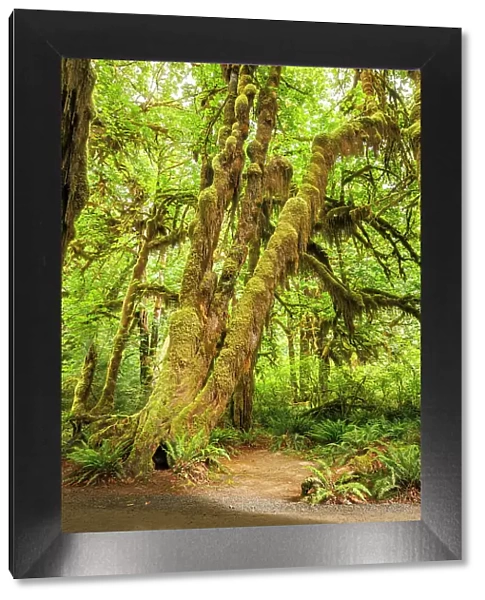 Hall of Mosses, Hoh Rainforest, Olympic National Park, Washington, USA