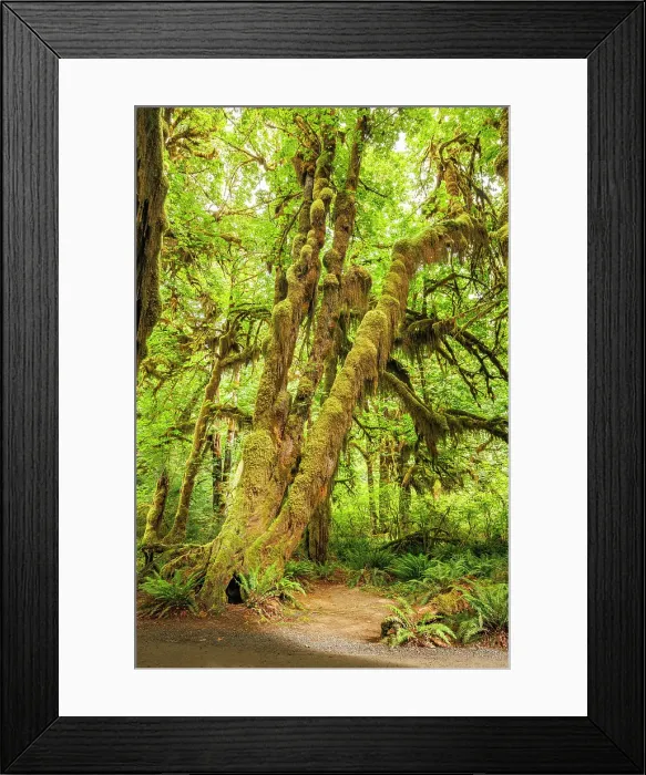 Framed Print : Hall of Mosses, Hoh Rainforest, Olympic National Park, Washington, USA Framed Print : Hall of Mosses, Hoh Rainforest, Olympic National Park, Washington, USA