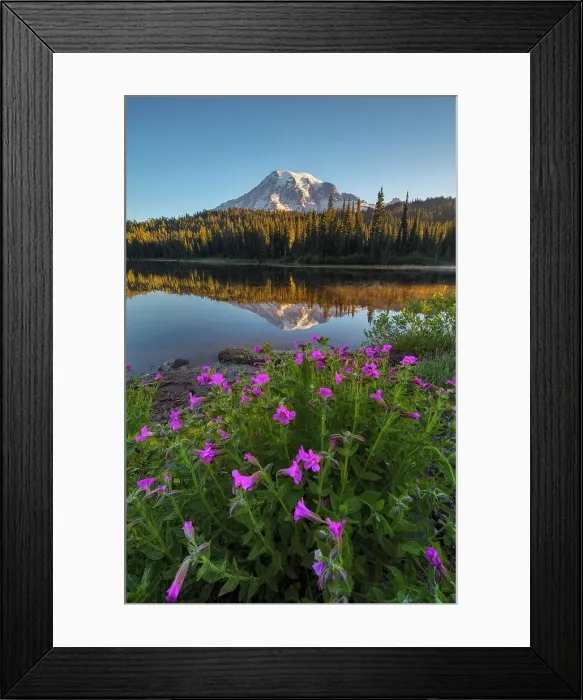 Framed Print : Mt. Rainier reflected in Reflection Lakes with Wildflowers at front, Nationalpark Mt. Rainier, North West, Washington State, USA Framed Print : Mt. Rainier reflected in Reflection Lakes with Wildflowers at front, Nationalpark Mt. Rainier, North West, Washington State, USA