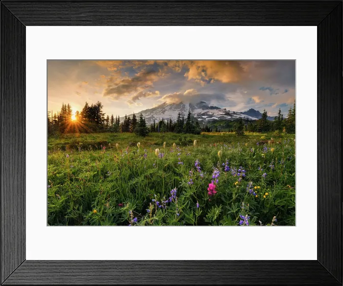 Framed Print : Alpine wildflowers with Mt. Rainier in the background, Mt. Rainier National Park, Washington State, USA Framed Print : Alpine wildflowers with Mt. Rainier in the background, Mt. Rainier National Park, Washington State, USA