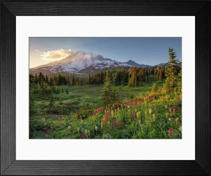 Framed Print : Alpine wildflowers with Mt. Rainier in the background, Mt. Rainier National Park, Washington State, USA Framed Print : Alpine wildflowers with Mt. Rainier in the background, Mt. Rainier National Park, Washington State, USA