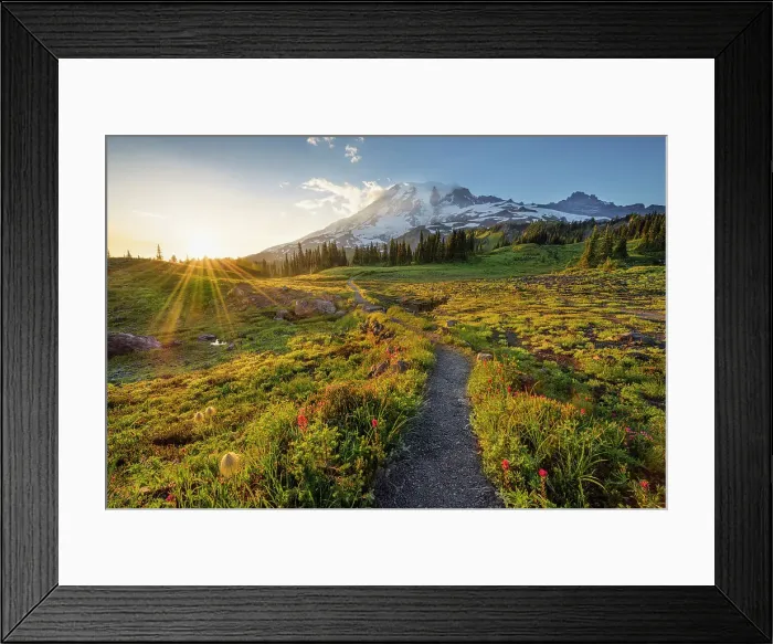 Framed Print : Alpine wildflowers on Trail with Mt. Rainier in the background, Mt. Rainier National Park, Washington State, USA Framed Print : Alpine wildflowers on Trail with Mt. Rainier in the background, Mt. Rainier National Park, Washington State, USA