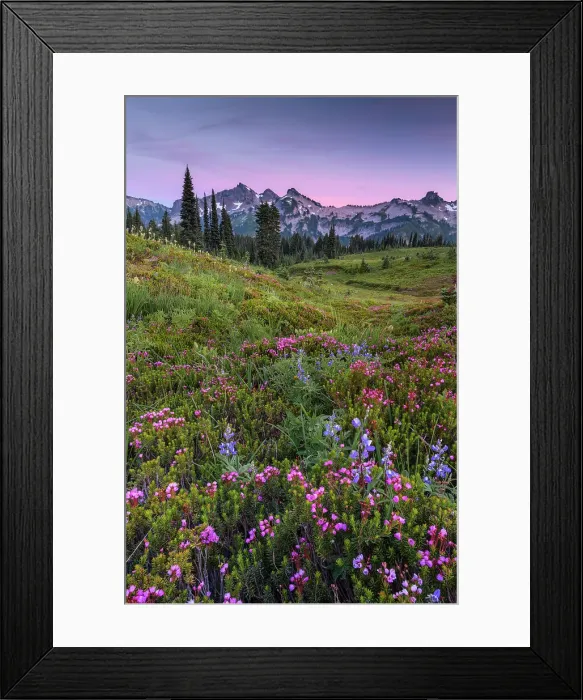 Framed Print : Alpine wildflowers with Tatoosh Range in the background, Mt. Rainier National Park, Washington State, USA Framed Print : Alpine wildflowers with Tatoosh Range in the background, Mt. Rainier National Park, Washington State, USA