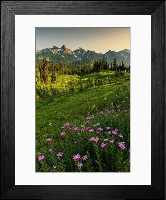 Framed Print : Alpine Aster with Tatoosh Range in the background, Mt. Rainier National Park, Washington State, USA Framed Print : Alpine Aster with Tatoosh Range in the background, Mt. Rainier National Park, Washington State, USA