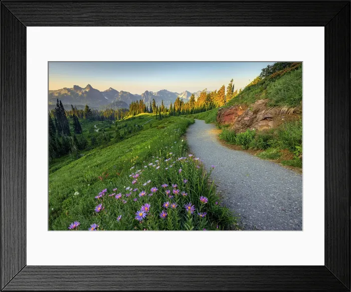 Framed Print : Alpine Aster with Tatoosh Range in the background, Mt. Rainier National Park, Washington State, USA Framed Print : Alpine Aster with Tatoosh Range in the background, Mt. Rainier National Park, Washington State, USA