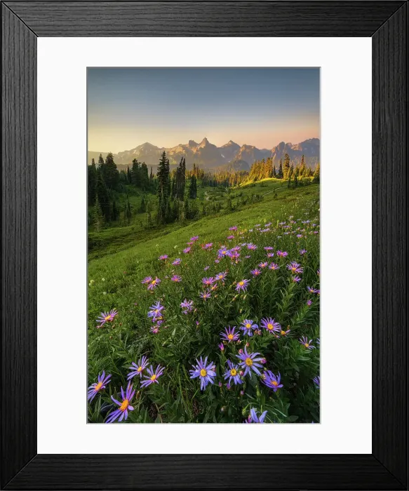 Framed Print : Alpine Aster with Tatoosh Range in the background, Mt. Rainier National Park, Washington State, USA Framed Print : Alpine Aster with Tatoosh Range in the background, Mt. Rainier National Park, Washington State, USA