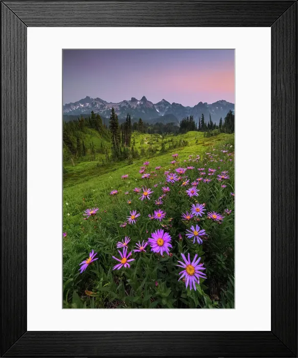 Framed Print : Alpine Aster with Tatoosh Range in the background, Mt. Rainier National Park, Washington State, USA Framed Print : Alpine Aster with Tatoosh Range in the background, Mt. Rainier National Park, Washington State, USA