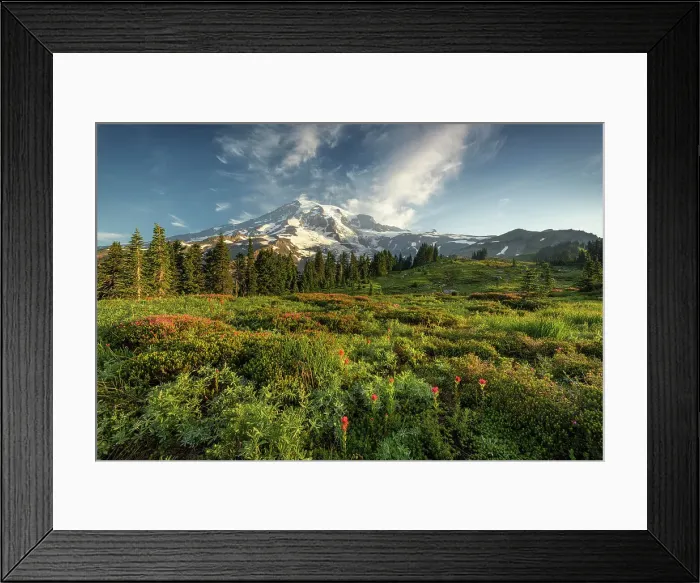 Framed Print : Alpine wildflowers with Mt. Rainier in the background, Mt. Rainier National Park, Washington State, USA Framed Print : Alpine wildflowers with Mt. Rainier in the background, Mt. Rainier National Park, Washington State, USA