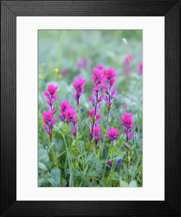 Framed Print : Magenta Paintbrush, (Castilleja parviflora) - Wildflower meadow Mt. Rainier National Park, Washington State, USA Framed Print : Magenta Paintbrush, (Castilleja parviflora) - Wildflower meadow Mt. Rainier National Park, Washington State, USA