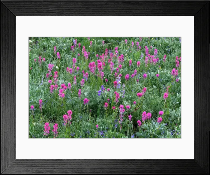 Framed Print : Magenta Paintbrush, (Castilleja parviflora) - Wildflower meadow Mt. Rainier National Park, Washington State, USA Framed Print : Magenta Paintbrush, (Castilleja parviflora) - Wildflower meadow Mt. Rainier National Park, Washington State, USA