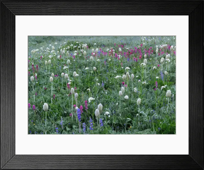 Framed Print : Western Anemone, Magenta Paintbrush, Lupine - Wildflower meadow Mt. Rainier National Park, Washington State, USA Framed Print : Western Anemone, Magenta Paintbrush, Lupine - Wildflower meadow Mt. Rainier National Park, Washington State, USA