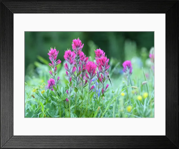 Framed Print : Magenta Paintbrush, (Castilleja parviflora) - Wildflower meadow Mt. Rainier National Park, Washington State, USA Framed Print : Magenta Paintbrush, (Castilleja parviflora) - Wildflower meadow Mt. Rainier National Park, Washington State, USA