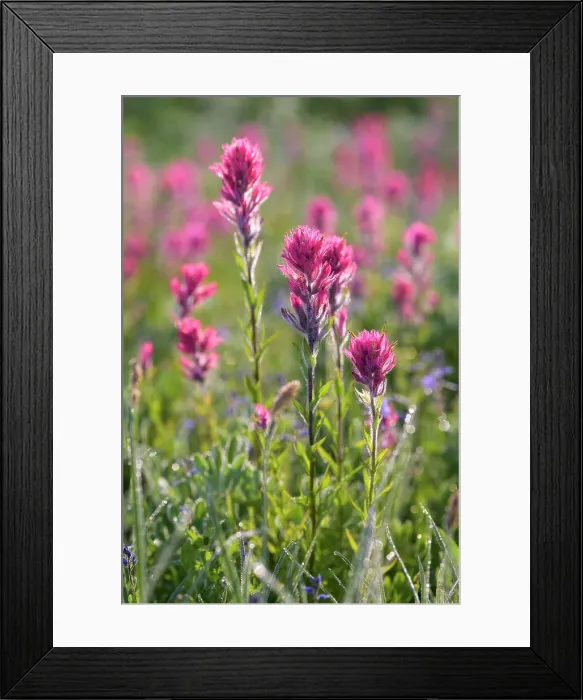 Framed Print : Magenta Paintbrush, (Castilleja parviflora) - Wildflower meadow Mt. Rainier National Park, Washington State, USA Framed Print : Magenta Paintbrush, (Castilleja parviflora) - Wildflower meadow Mt. Rainier National Park, Washington State, USA