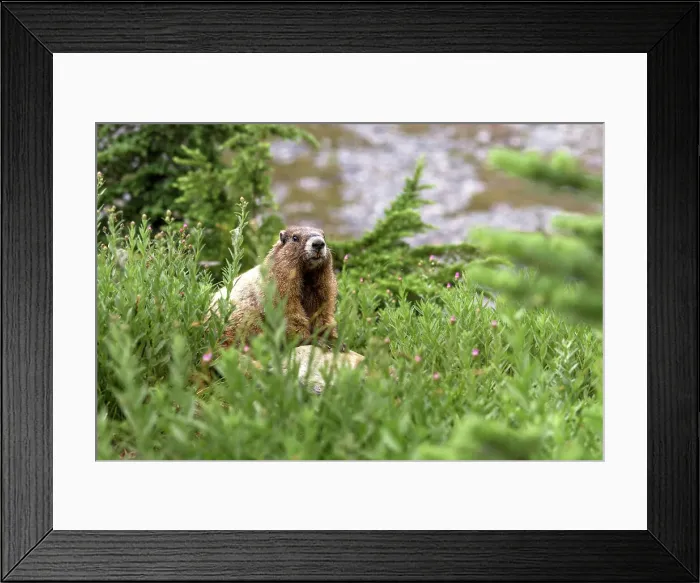 Framed Print : Alpine Marmot (Marmota Flaviventris), National Park Mount Rainier, Washington State, USA Framed Print : Alpine Marmot (Marmota Flaviventris), National Park Mount Rainier, Washington State, USA