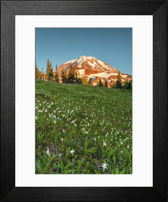Framed Print : Summer wildflowers in Spray Park with Mt. Rainier in the background, Mt. Rainier National Park, Washington State, USA Framed Print : Summer wildflowers in Spray Park with Mt. Rainier in the background, Mt. Rainier National Park, Washington State, USA