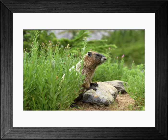 Framed Print : Alpine Marmot (Marmota Flaviventris), National Park Mount Rainier, Washington State, USA Framed Print : Alpine Marmot (Marmota Flaviventris), National Park Mount Rainier, Washington State, USA