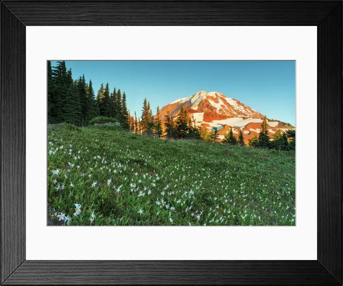 Framed Print : Summer wildflowers in Spray Park with Mt. Rainier in the background, Mt. Rainier National Park, Washington State, USA Framed Print : Summer wildflowers in Spray Park with Mt. Rainier in the background, Mt. Rainier National Park, Washington State, USA