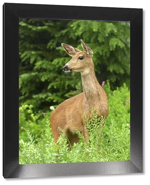 Hirschkuh, Deer (cervidae), Nationalpark Mt. Rainier, North West, Washington State, USA