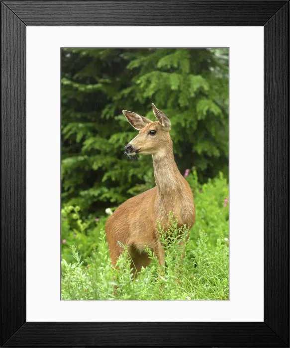 Framed Print : Hirschkuh, Deer (cervidae), Nationalpark Mt. Rainier, North West, Washington State, USA Framed Print : Hirschkuh, Deer (cervidae), Nationalpark Mt. Rainier, North West, Washington State, USA
