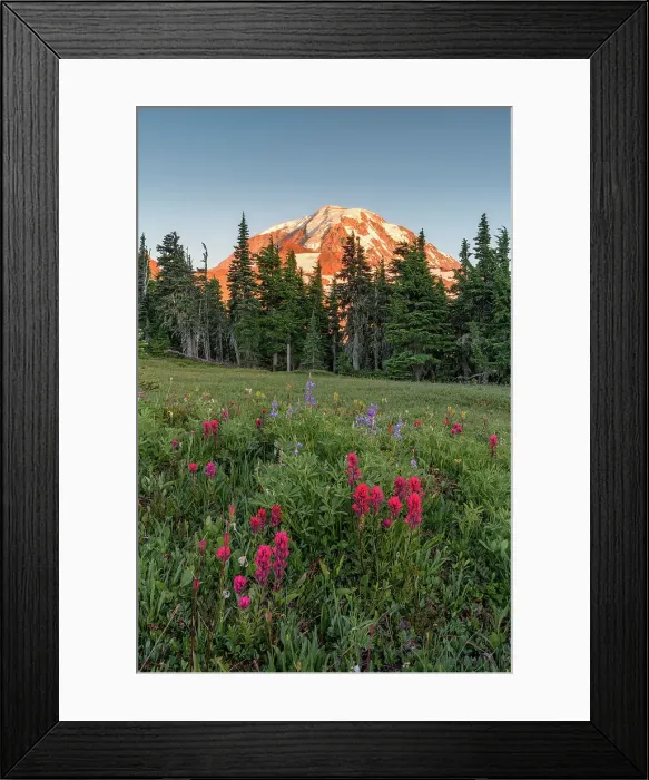 Framed Print : Summer wildflowers in Spray Park with Mt. Rainier in the background, Mt. Rainier National Park, Washington State, USA Framed Print : Summer wildflowers in Spray Park with Mt. Rainier in the background, Mt. Rainier National Park, Washington State, USA