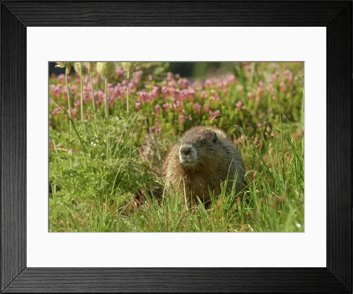 Framed Print : Alpine Marmot (Marmota Flaviventris), National Park Mount Rainier, Washington State, USA Framed Print : Alpine Marmot (Marmota Flaviventris), National Park Mount Rainier, Washington State, USA