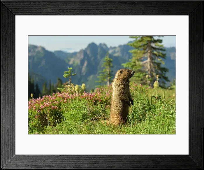 Framed Print : Alpine Marmot (Marmota Flaviventris), National Park Mount Rainier, Washington State, USA Framed Print : Alpine Marmot (Marmota Flaviventris), National Park Mount Rainier, Washington State, USA