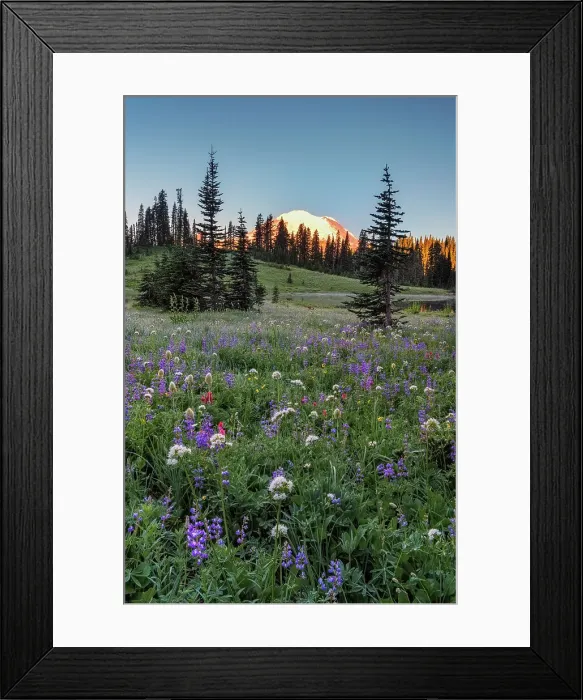 Framed Print : Wildflower meadows surround Lower Tipsoo Lake with Mt Rainier in the background, Nationalpark Mt. Rainier, North West, Washington State, USA Framed Print : Wildflower meadows surround Lower Tipsoo Lake with Mt Rainier in the background, Nationalpark Mt. Rainier, North West, Washington State, USA