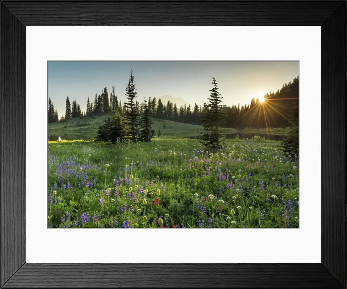 Framed Print : Wildflower meadows surround Lower Tipsoo Lake with Mt Rainier in the background, Nationalpark Mt. Rainier, North West, Washington State, USA Framed Print : Wildflower meadows surround Lower Tipsoo Lake with Mt Rainier in the background, Nationalpark Mt. Rainier, North West, Washington State, USA