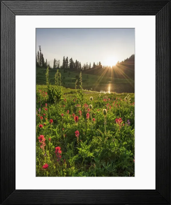 Framed Print : Wildflower meadows surround Lower Tipsoo Lake, Nationalpark Mt. Rainier, North West, Washington State, USA Framed Print : Wildflower meadows surround Lower Tipsoo Lake, Nationalpark Mt. Rainier, North West, Washington State, USA