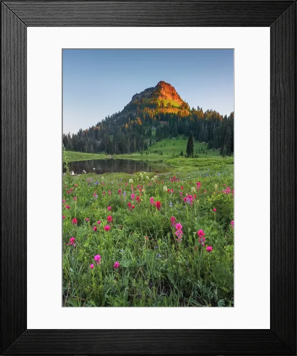 Framed Print : Wildflower meadows surround Lower Tipsoo Lake with Naches Peak in the background, Nationalpark Mt. Rainier, North West, Washington State, USA