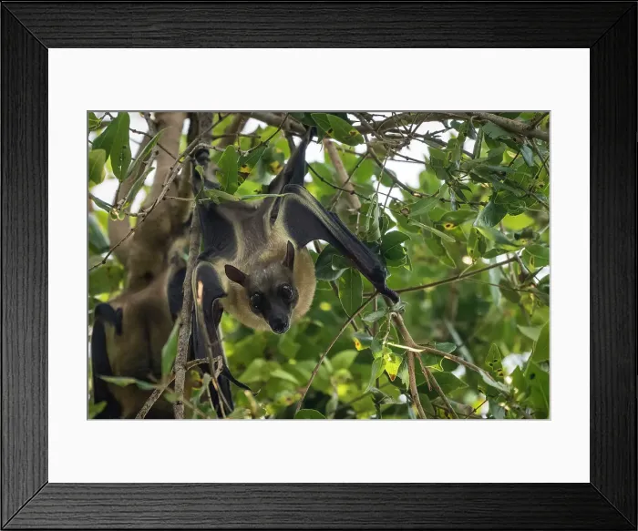 Framed Print : Africa, Zambia, Kasanka National Park. Straw coloured fruit bats resting in the trees Framed Print : Africa, Zambia, Kasanka National Park. Straw coloured fruit bats resting in the trees