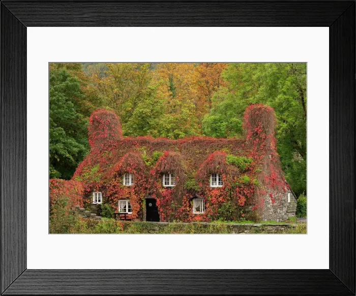 Framed Print : Traditional Welsh cottage covered in red ivy, Llanwrst, Snowdonia National Park, Wales, UK. Autumn (October) 2023 Framed Print : Traditional Welsh cottage covered in red ivy, Llanwrst, Snowdonia National Park, Wales, UK. Autumn (October) 2023
