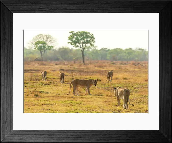 Framed Print : Africa, Zambia, South Luangwa National Park. A group of lionesses preparing for hunt Framed Print : Africa, Zambia, South Luangwa National Park. A group of lionesses preparing for hunt